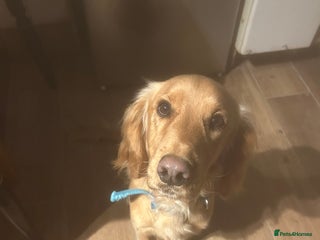 Cocker Spaniel dogs Dog for sale - Advert 9