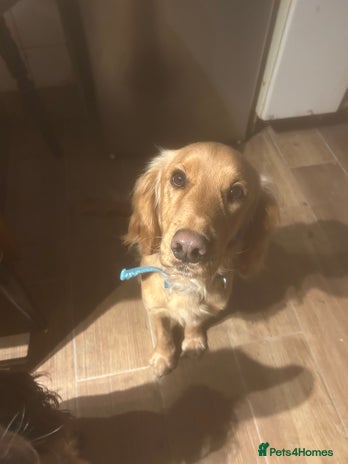 Cocker Spaniel dogs Dog for sale - Advert 3