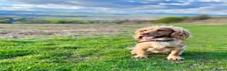 Cocker Spaniel dogs for sale: KC Registered Golden & Red Working Cocker puppies in Kendal - Advert 10
