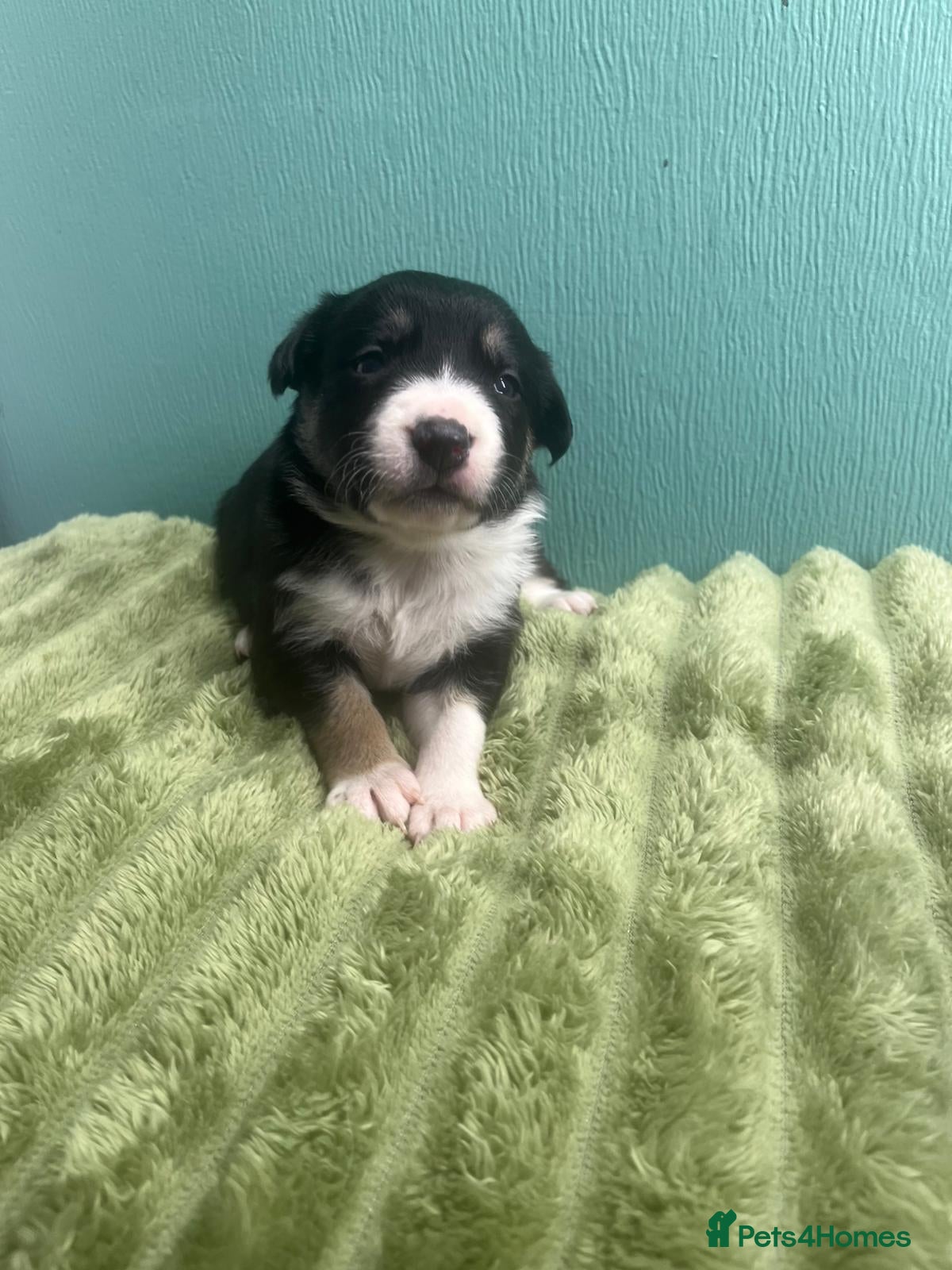 Border Collie dogs 4 Week old adorable border collie pups (females)  - Advert 1