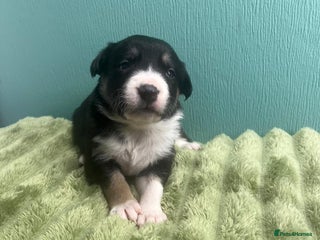 Border Collie dogs 4 Week old adorable border collie pups (females) - Advert 1