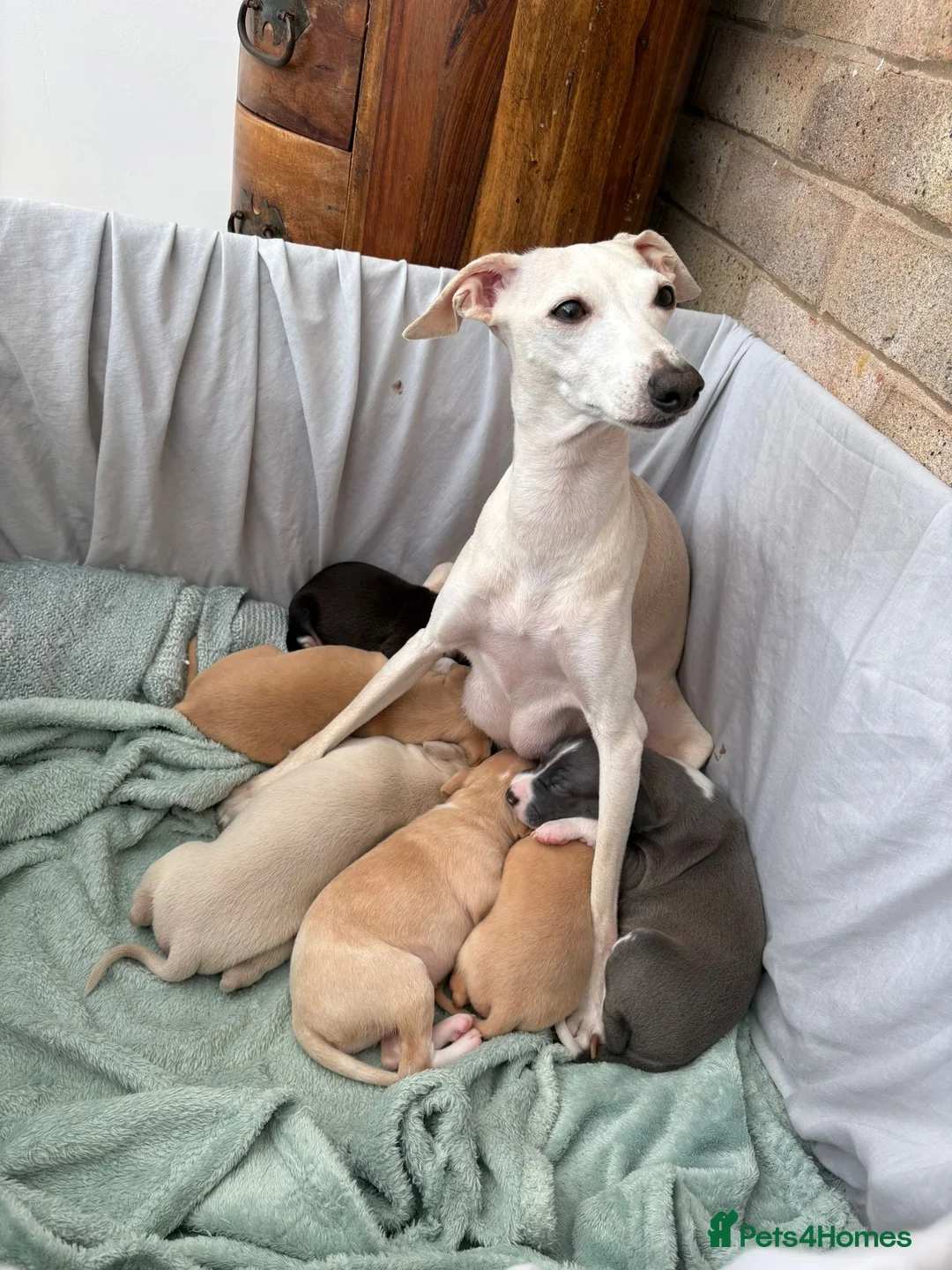 Italian Greyhound dogs for sale: 2 Beautiful boys KC Registered  - Advert 2