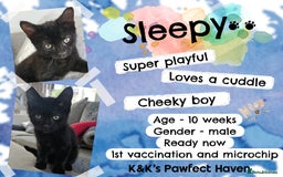 Domestic Shorthair cats for sale: Kittens and cats for adoption.  - Image 11