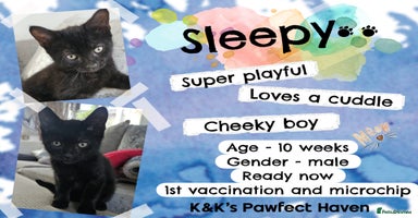 Domestic Shorthair cats - Advert 6