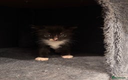 Domestic Shorthair cats for sale: Kittens - Image 2