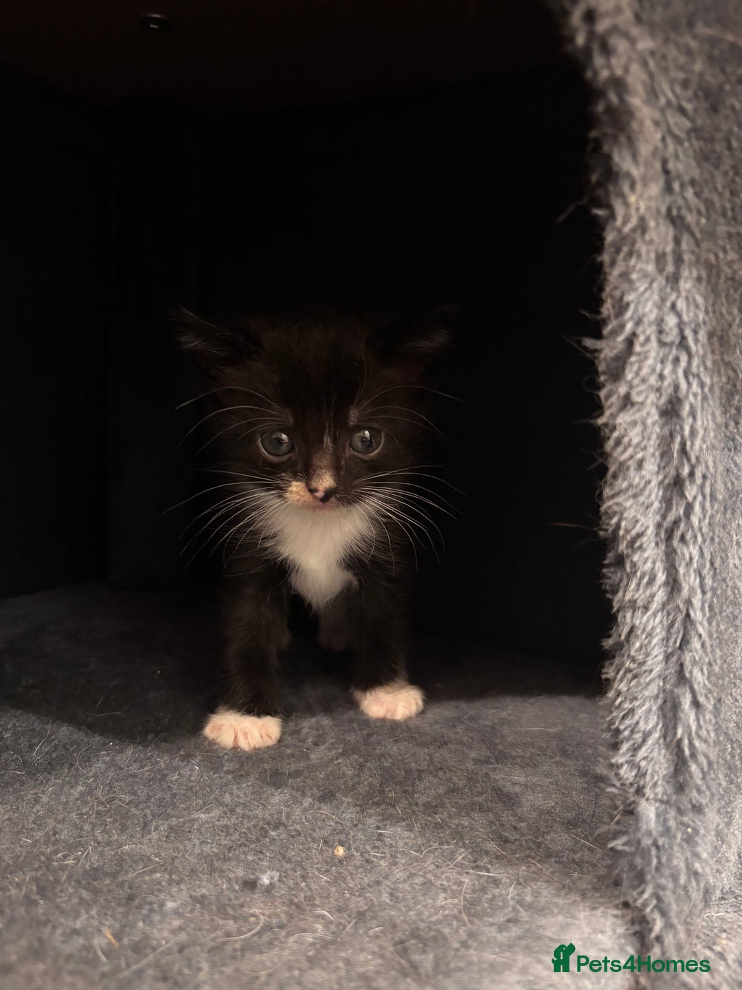 Domestic Shorthair cats for sale: Kittens - Image 2