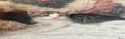 Domestic Shorthair cats for sale: 7 Bundles of fur 🤍🐾 - Advert 2