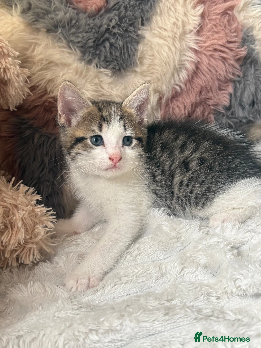 Domestic Shorthair cats for sale: 7 Bundles of fur 🤍🐾 - Advert 2