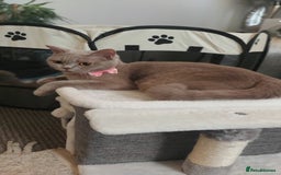 British Shorthair cats for sale: STUNNING 4 MALES BSH KITTENS 900£ - Image 6