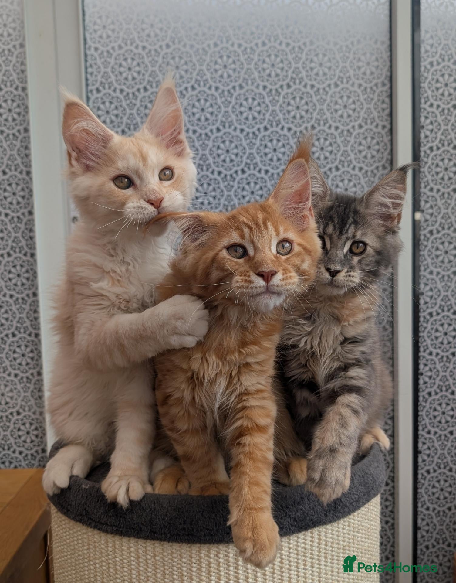 Maine Coon cats Stunning Tica registered Maine coons - Advert 1