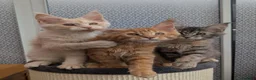 Maine Coon cats for sale: Stunning Tica registered Maine coons - Advert 13