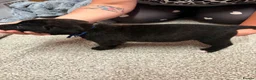 Mixed Breed dogs for sale: 9 beautiful GSD x Staffy Pups For Sale in Burnley - Advert 11