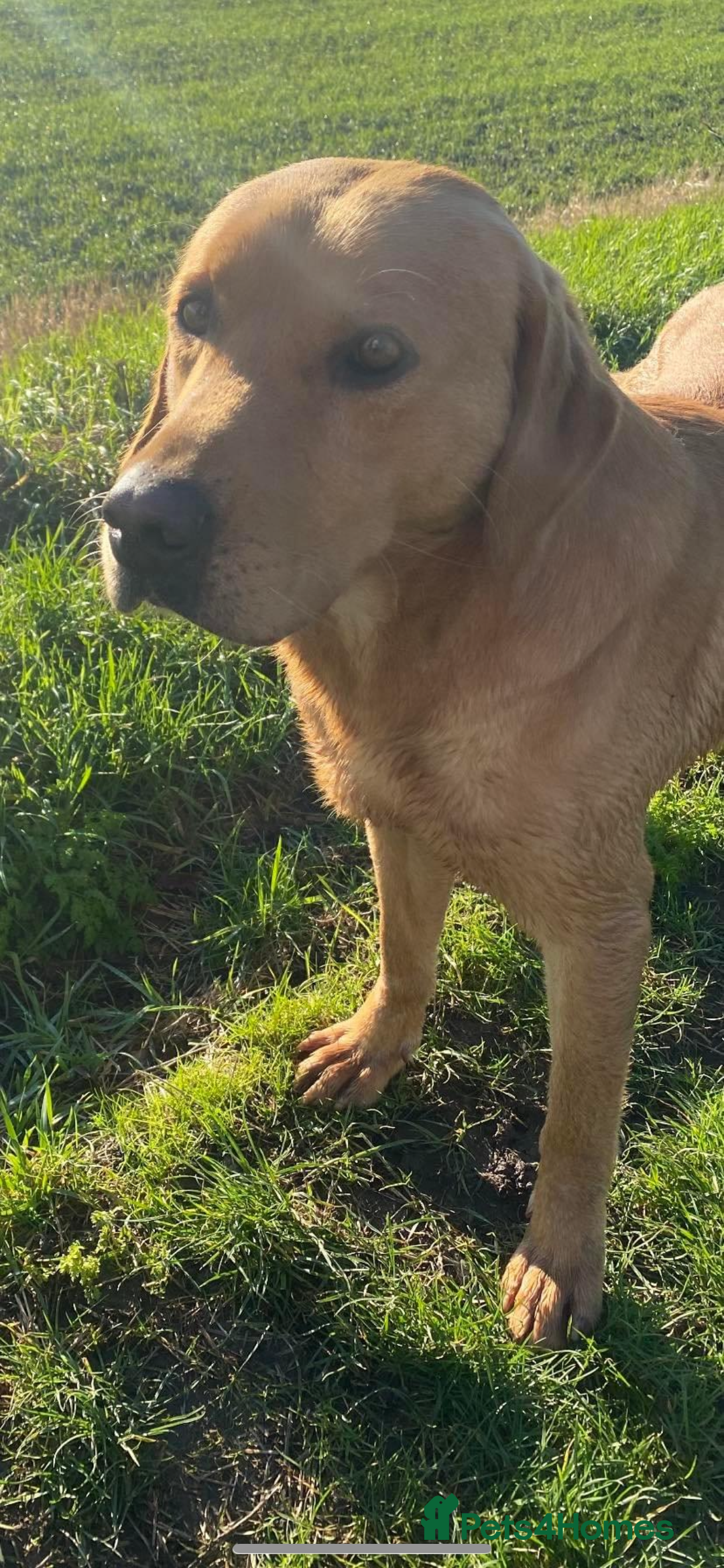 Labrador Retriever dogs for stud: Labrador for Stud  only - Advert 9