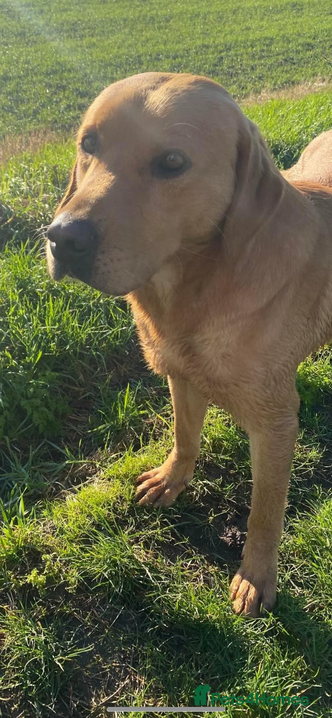 Labrador Retriever dogs for stud: Labrador for Stud  only - Advert 9