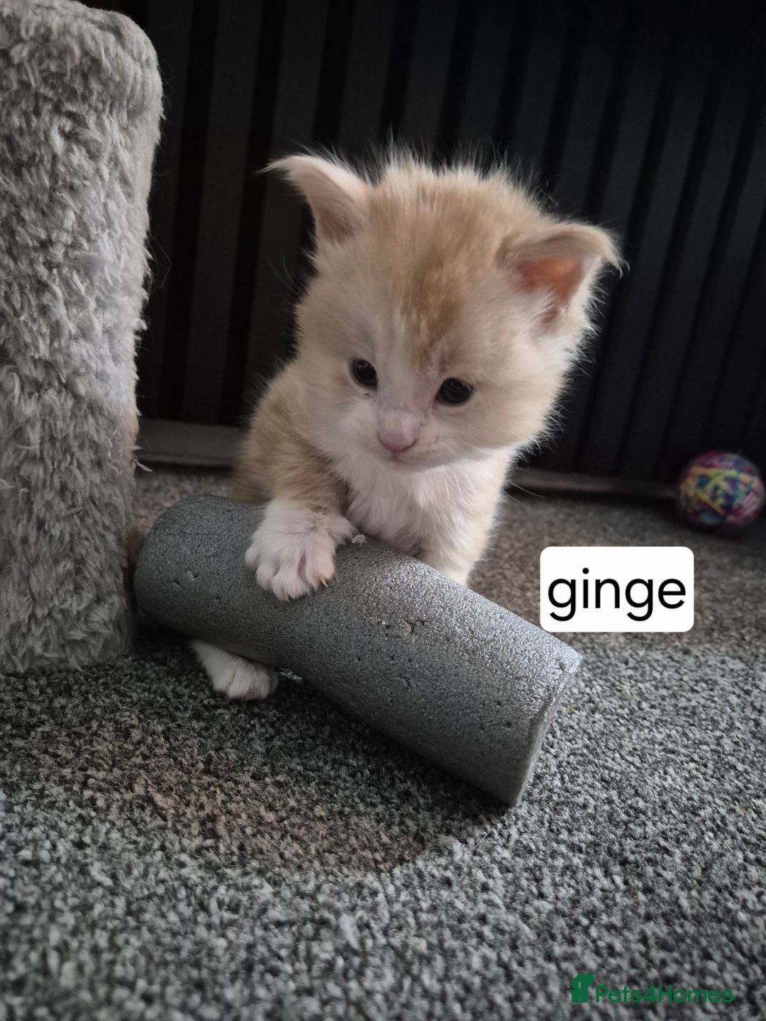 Maine Coon cats for sale: Maine coon kittens  - Advert 10