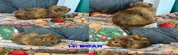 Guinea Pig rodents for sale: Various Guinea Pigs - Ready Now - Advert 28