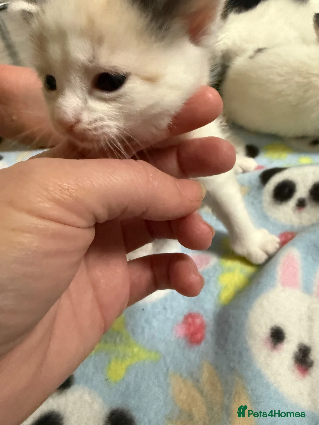 Mixed Breed cats for sale: Gorgeous kittens  - Advert 2