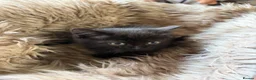Mixed Breed cats for sale: Beautiful tabby and ghost tabby kittens  - Advert 8