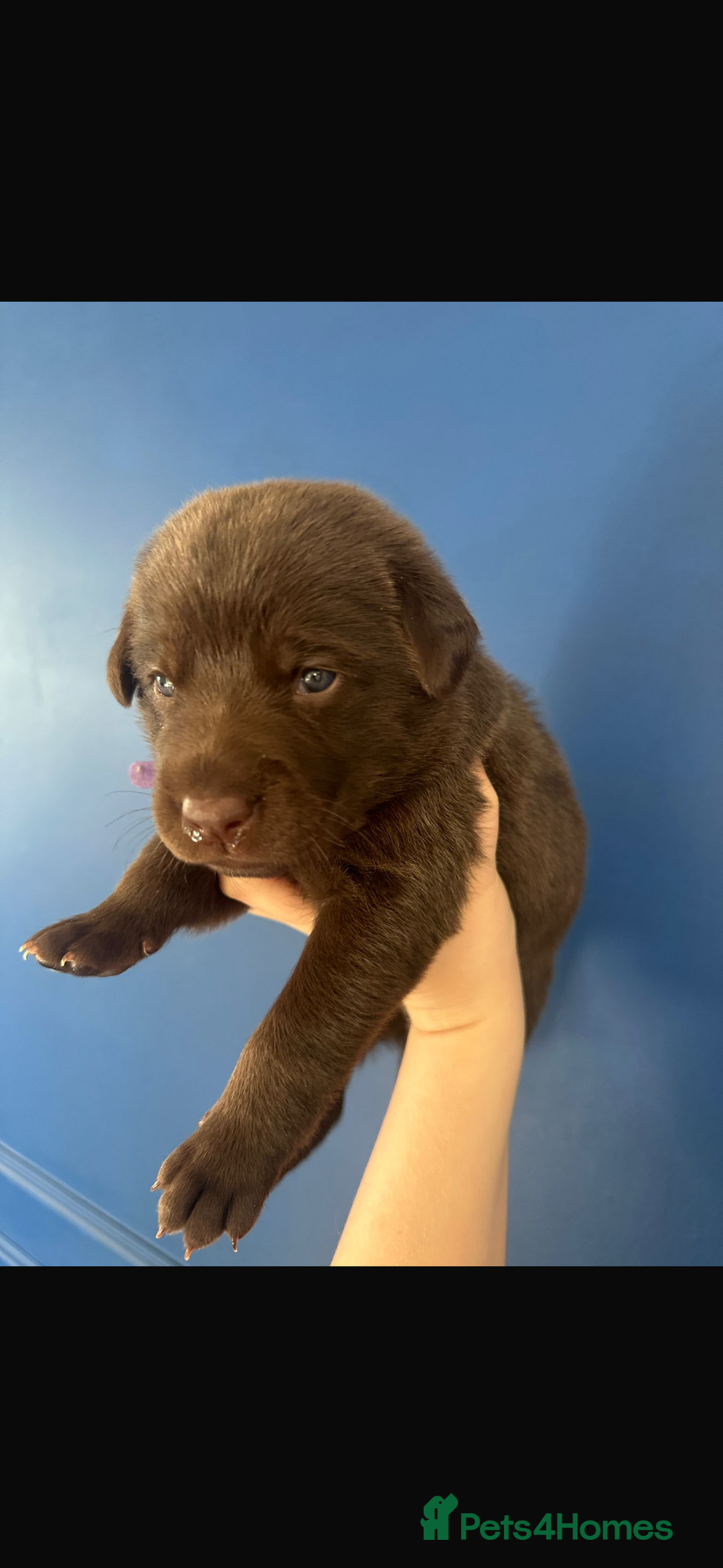 Mixed Breed dogs for sale: Chocolate Shepradors - Image 22