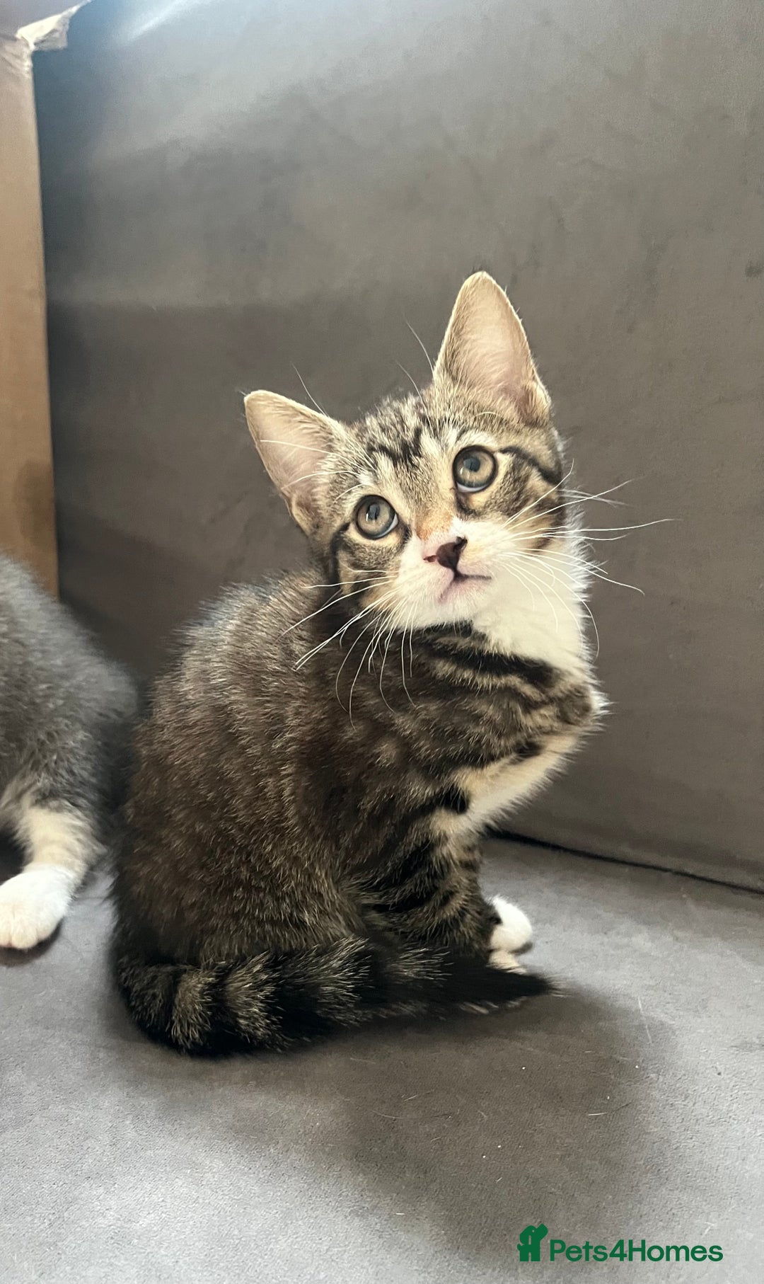 Mixed Breed cats for sale: 1 x Beautiful Female Kitten left Ready Now - Image 12