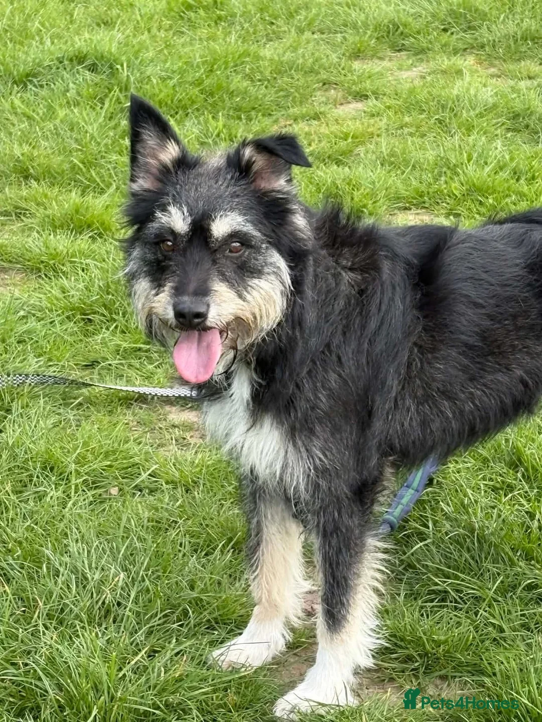 Mixed Breed dogs for adoption: Mabel - Badersfield Norfolk  - Advert 19