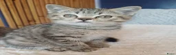 British Shorthair cats for sale: Adorable Brittish Shorthair kittens🐱 - Advert 22