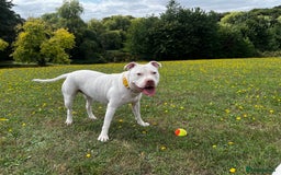 Mixed Breed dogs for sale: Staffordshire bull terrier mix  - Image 2