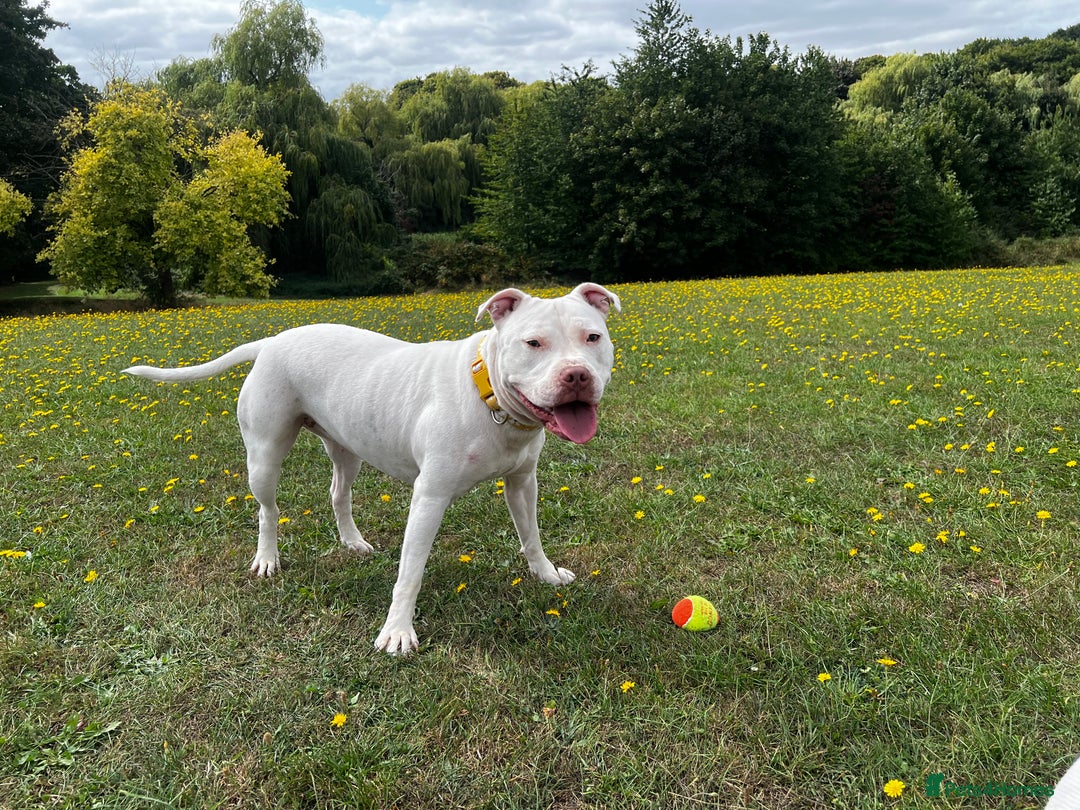 Mixed Breed dogs for sale: Staffordshire bull terrier mix  - Image 2