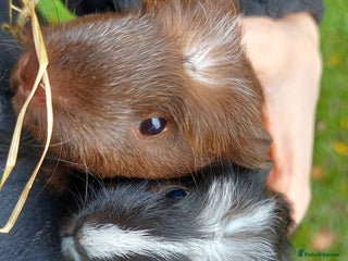 Guinea Pig rodents Beautiful baby Guinea pigs - Advert 16