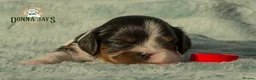 Cavalier King Charles Spaniel dogs for sale: ✨ EXCEPTIONAL CAVALIERS BY DONNA JAY ✨ - Advert 8