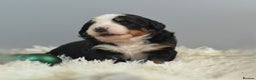 Bernese Mountain Dog dogs for sale: KC REGISTERED LITTER OF BERNESE MOUNTAIN DOG PUPS - Advert 10
