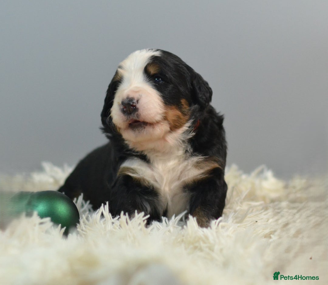 Bernese Mountain Dog dogs for sale: KC REGISTERED LITTER OF BERNESE MOUNTAIN DOG PUPS - Advert 10