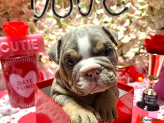 English Bulldog dogs Elite KC Registered English Bulldog Puppies - Advert 14
