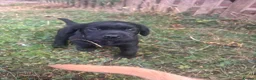 Labrador Retriever dogs for sale: Labrador puppies  in Welwyn Garden City - Advert 7