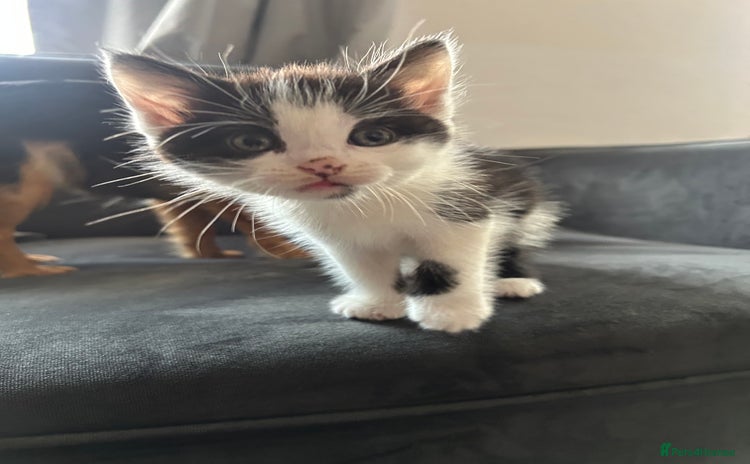 Domestic Shorthair cats - Advert 5