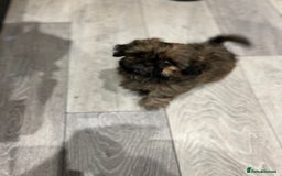 Shih Tzu dogs for sale: Male Shih Tzu puppy  - Image 3