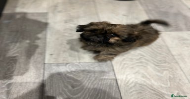 Shih Tzu dogs - Advert 2