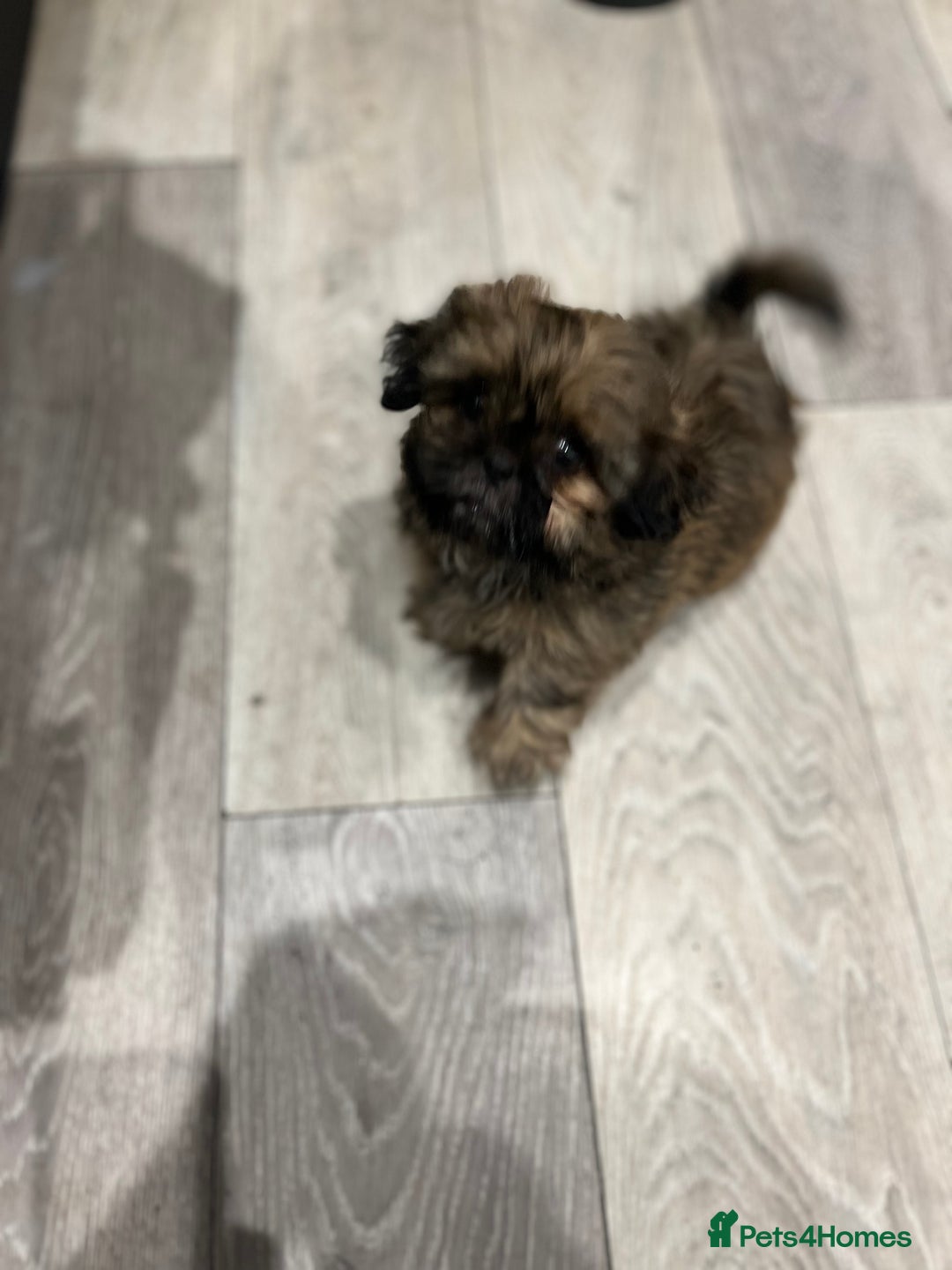 Shih Tzu dogs for sale: Male Shih Tzu puppy  - Image 3