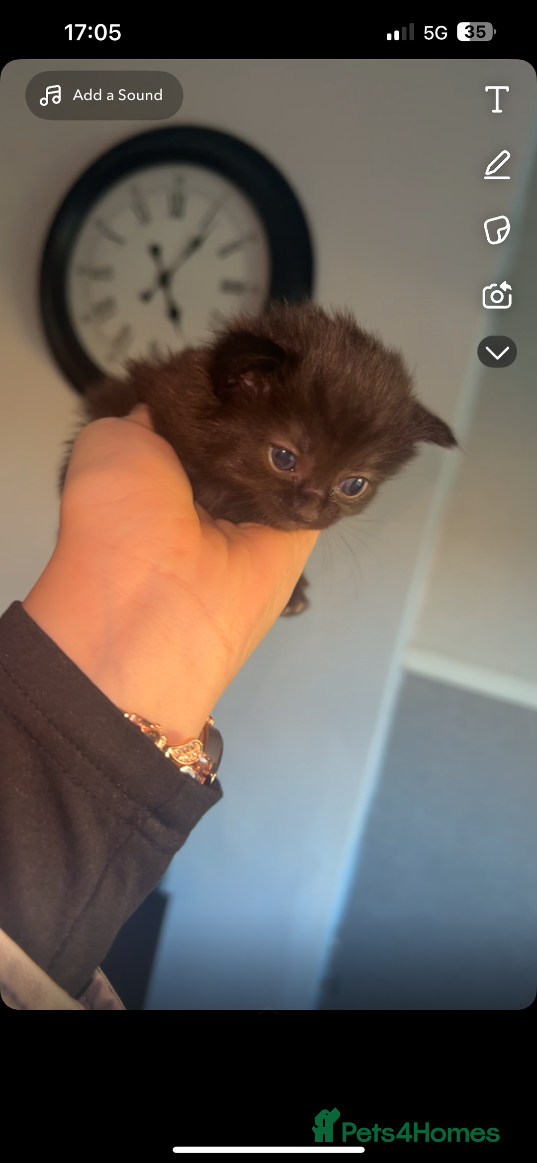 Mixed Breed cats for sale: Mixed kittens  - Image 5