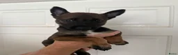 Belgian Shepherd Dog dogs for sale: Belgian malanois pups  - Advert 6
