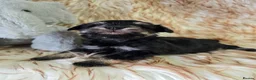 Miniature Schnauzer dogs for sale: Georgous Black &Silver Boy - Advert 2