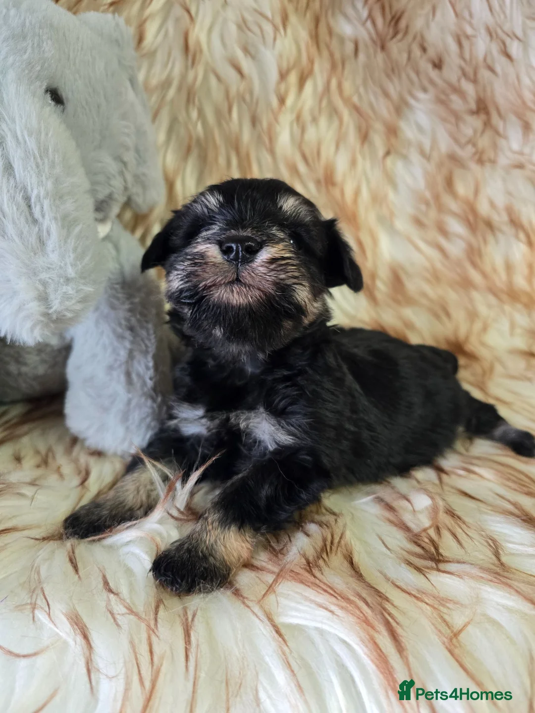 Miniature Schnauzer dogs for sale: Georgous Black &Silver Boy - Advert 2