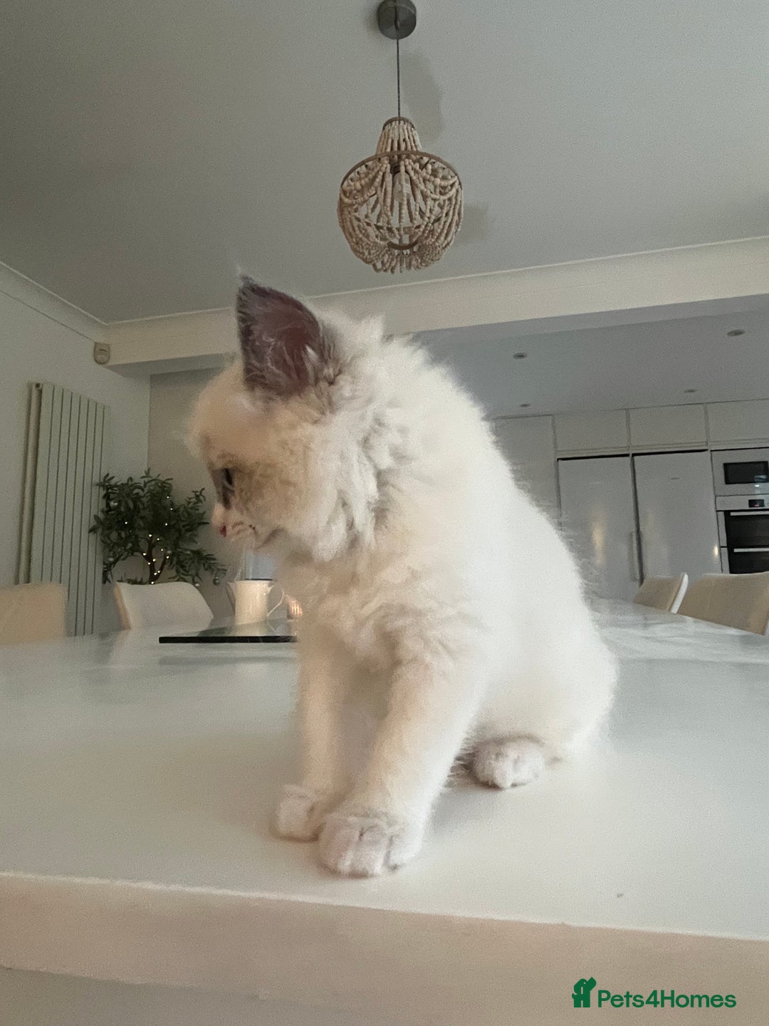 Ragdoll cats for sale: Ragdoll Kittens Available January 2026 - Advert 20