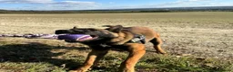 Belgian Shepherd Dog dogs for sale: 9 month old male Belgian Shepard Malinois  - Advert 21