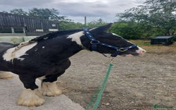 Irish Cob horses for sale: Tucker  - Image 6