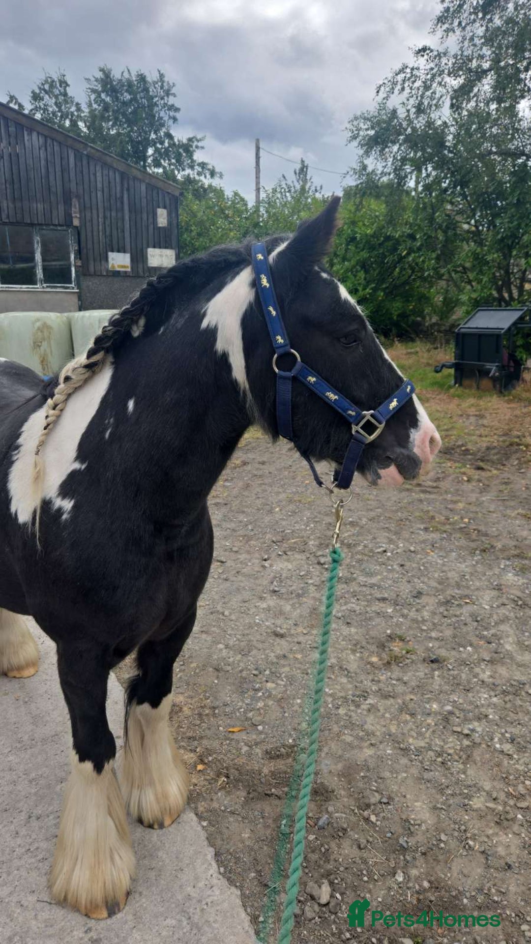 Irish Cob horses for sale: Tucker  - Image 6