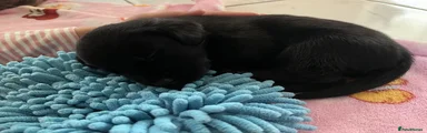 Labrador Retriever 7