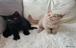 British Shorthair cats for sale: Urgently  - Image 2