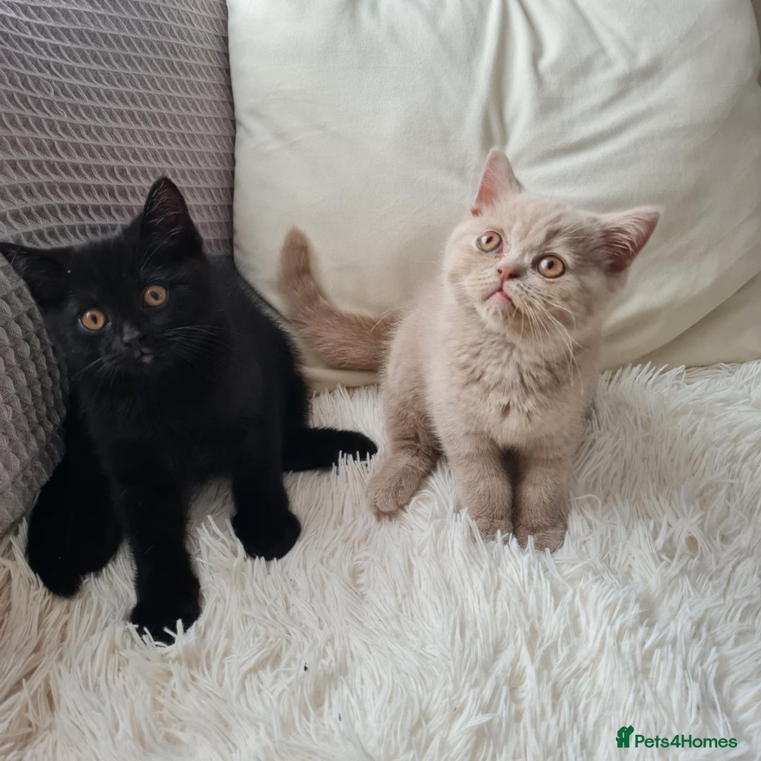 British Shorthair cats for sale: Urgently  - Image 2
