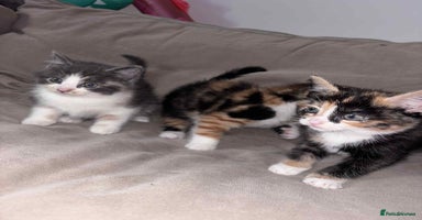 Mixed Breed cats - Advert 16